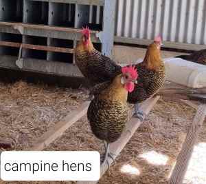 Breeding Hens priced from $25ea