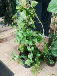 Large Devils Ivy indoor plant 🌱