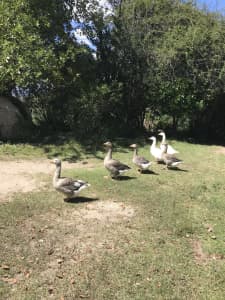 Geese, ducks and turkeys