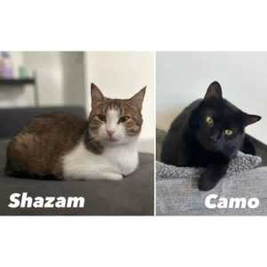 8695//6559 : Shazam & Camo - CATS for ADOPTION - Vet Work Included