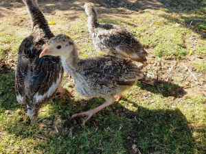 4 Friendly Bronze Turkey Poults and Pet Rangeland Goats