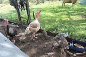 Pair Turkeys & 4 Chicks