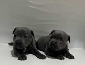 Blue English staffy pups pedigree