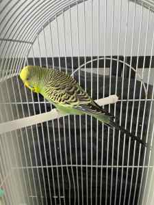 Budgie - includes cage, water bottle dispenser, and budgie food.