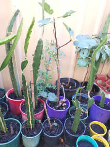 Fig plants for sale