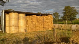 Horse quality improved pasture square bales