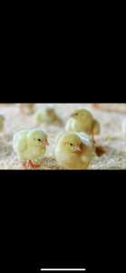 Day old chicks and fertile chicken eggs for sale