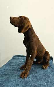 German Shorthaired Pointer (GSP) - ONLY 1 LEFT