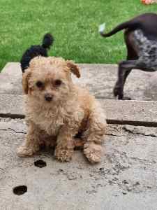 Toy poodle males