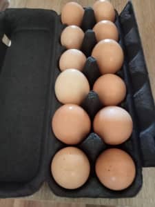 Extra large farm fresh eggs