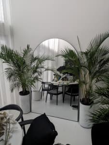 Palms in Planters 