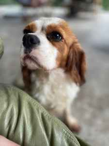 Pure Bred Cavalier King Charles Female