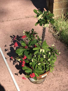 Crown of Thorns - Red & White potted together
