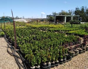 Discount Landscaping Plants Direct 200 mm Potsize Advanced $7