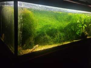 4ft tank for sale with everything