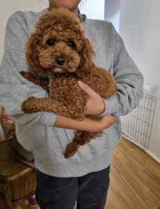 Female Cavoodle Ruby Red