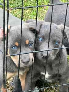 Blue Kelpie puppies