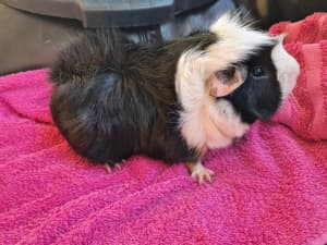 Male Guinea Pig for Sale