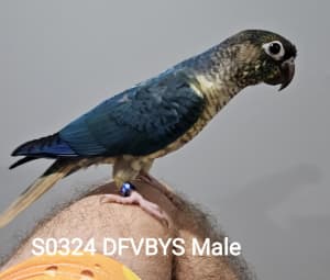 DF Violet Blue Yellow Sided Conure