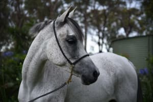 Arabian Horse for sale