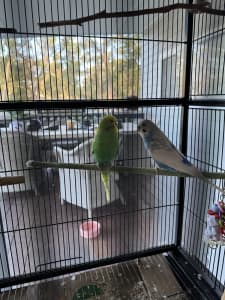 X2 male budgies & cage