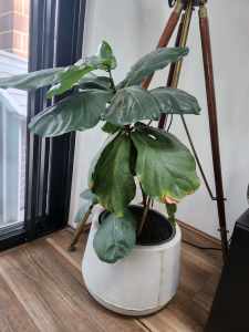 Fiddle Leaf Plant