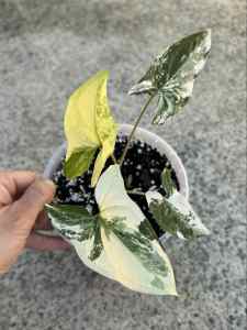 Syngonium White Fantasy (Indoor/Outdoor Plant)