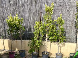 Ficus Tree, Ficus Trees, Standard Ficus Plant