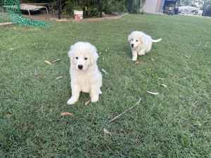 Purebred Maremma Puppies - Ready for pick up!