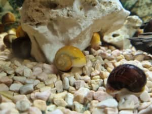 mystery snails 3 for $10