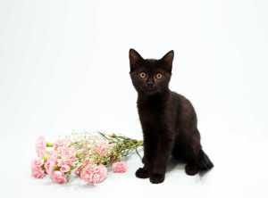 FLOSSY Gorgeous affectionate female black kitten ALL VET WORK DONE