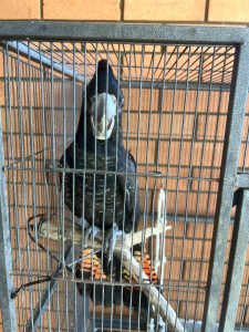Red tailed black cockatoo hand raised male 6 months old