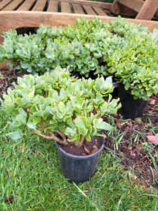 Crassula Arborescen (ripple jade) price is for 10 plants 