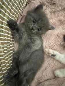 Cute kittens ready for a forever home blue Russian