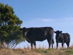 Angus heifer in calf