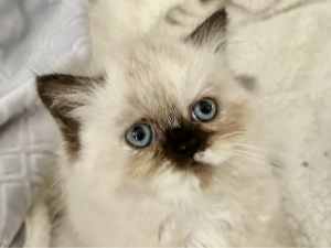1 left Persian kits ready now purebred vaxed 1 females 