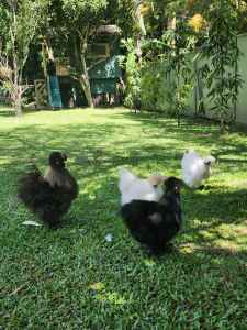 Chickens- Silkie hens and rooster