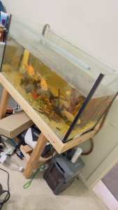 200L fish tank with all accessories, Gold Fishes and Food