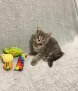 HANDSOME FLUFFY GREY PERSIAN RESCUE KITTEN - VET PAPERS PROVIDED
