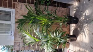 Very big kentia palm tree in 20cm pot- Noble Park VIC 