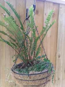 Fern plant in hanging basket mingled with string of beads