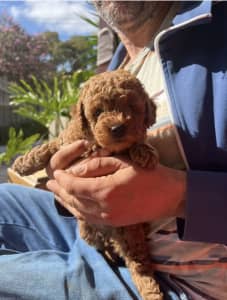 Adorable Pure Bred Toy Poodle Pups - Registered Breeder