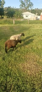 Doper ewes for sale