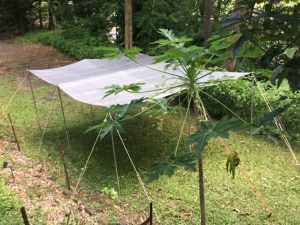 Large tarp, poles, guy ropes, pegs in very good condition