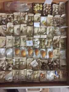 SEA SHELLS : Collection of Cowries