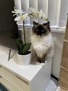 Gorgeous 1 yr old seal mitted Ragdoll