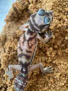 Smooth knob-tail geckos 