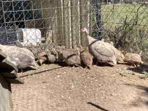 Guinea fowl and silkie chickens