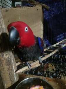 MAKE A OFFER OR SWAPS FOR Ecelectus Parrots