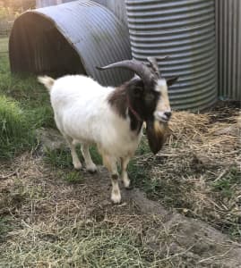 Registered dwarf miniature goat buck